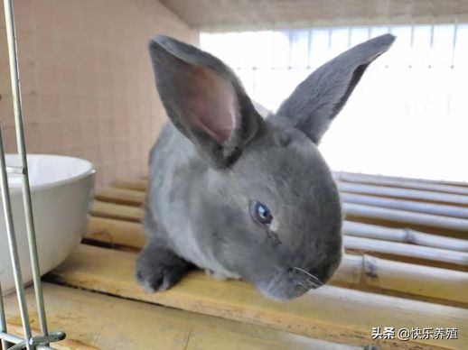 养殖兔子的方法_兔子养殖场