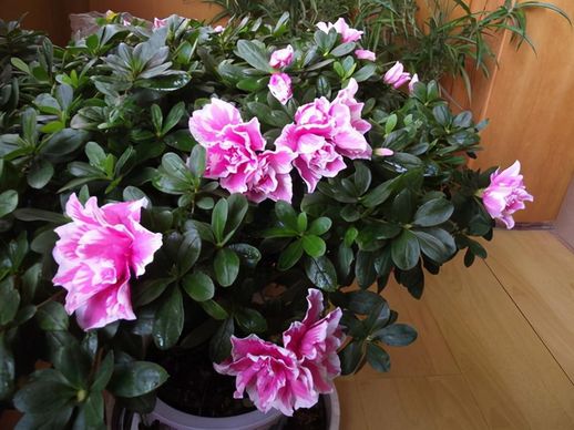 杜鹃花寓意_杜鹃花暗示什么