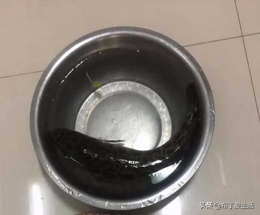 水煮鱼怎么切片_如何把鱼切成片