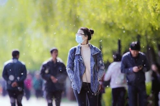 柳絮和杨絮_柳絮和杨絮出现的时间