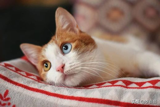 波斯猫的眼睛_波斯猫的眼睛是蓝色的吗