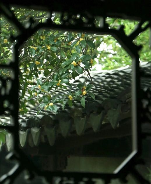桂花树是什么植物_桂花树图片