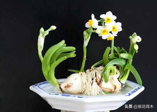 水仙开花后处理步骤图_水仙几月份开花