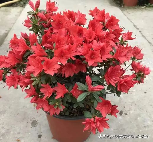 春天开花的植物_春天开放的花有哪些花