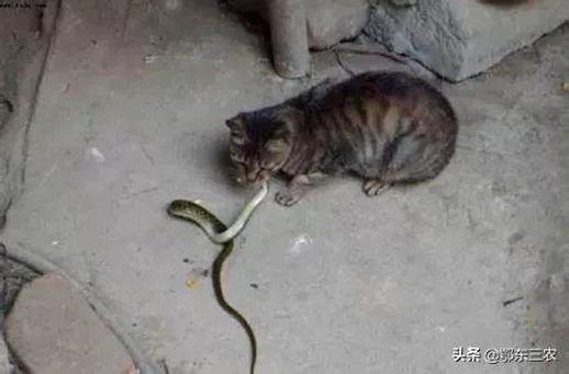 家里有蛇怎么办_家里有蛇怎么办？如何驱赶进屋的蛇？