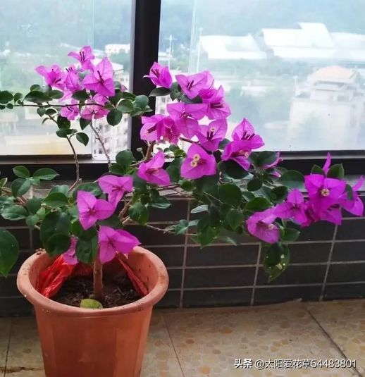 春天开花的植物_春天开放的花有哪些花