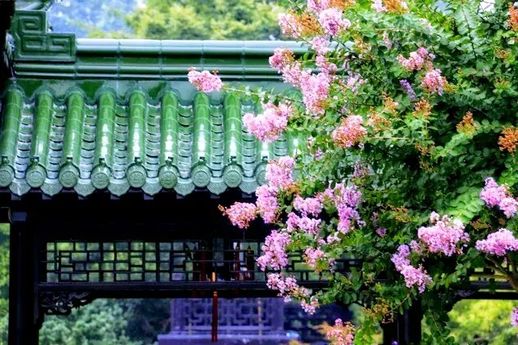 日历上的廿是什么意思_日历为什么用廿