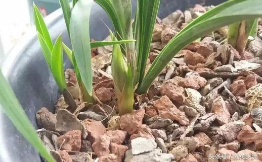 咖啡渣能养花吗_咖啡渣怎样做肥料
