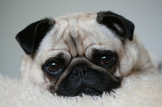 为什么狗喜欢呢_为什么狗很喜欢人类
