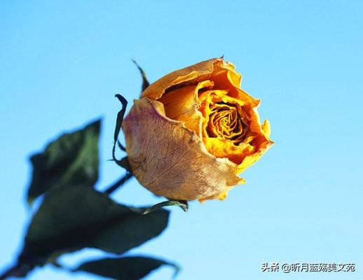 我是个俗人见山是山_我是一个俗人,看山是山