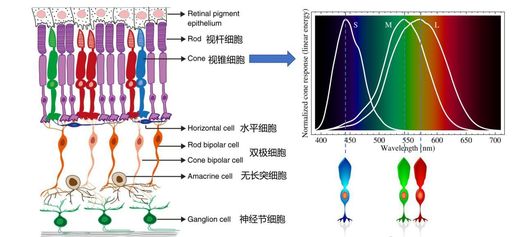 人眼分辨率_人眼分辨率是多少微米