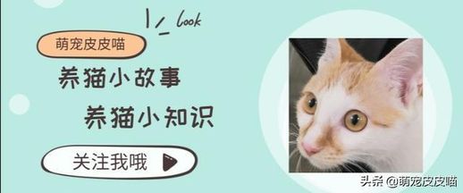 小猫的爪子像什么答案_猫的爪子像什么一样锋利