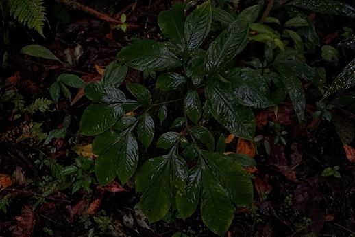 魔芋是什么样子的图片_魔芋是什么样的植物有图片吗