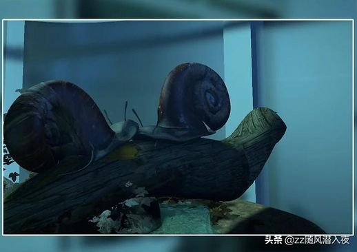 家里怎么养蜗牛_蜗牛没土可以养吗