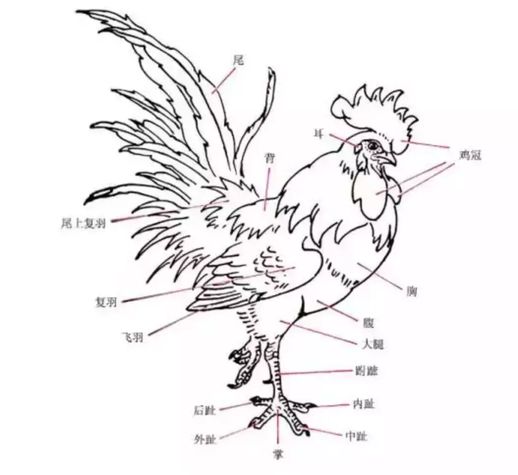 公鸡的画法_1秒画一只公鸡