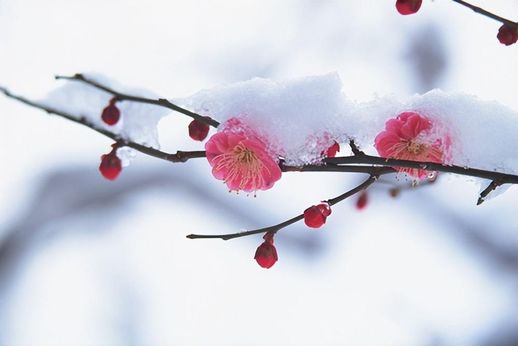 大雪是什么意思_下雪了意味着什么