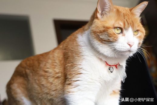 三番四次是什么动物_三番四次是什么动物生肖