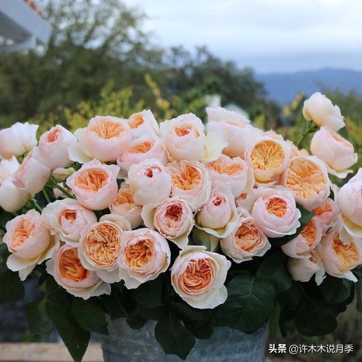玫瑰花种植方法全过程_玫瑰花种植方法全过程玫瑰花树枝皱怎么办