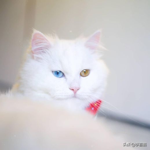 波斯猫的眼睛_波斯猫的眼睛是蓝色的吗