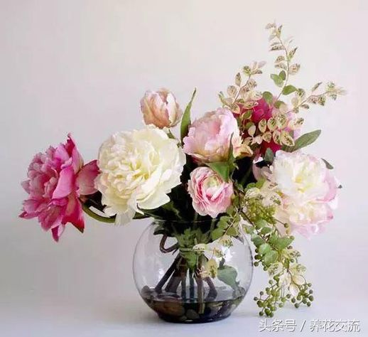 咖啡渣能养花吗_咖啡渣怎样做肥料