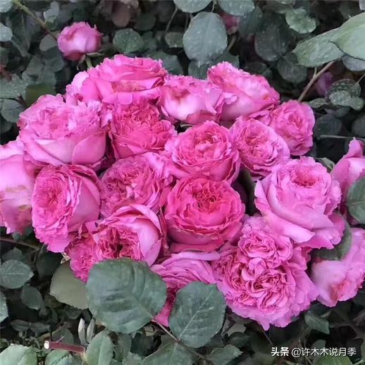 玫瑰花种植方法全过程_玫瑰花种植方法全过程玫瑰花树枝皱怎么办