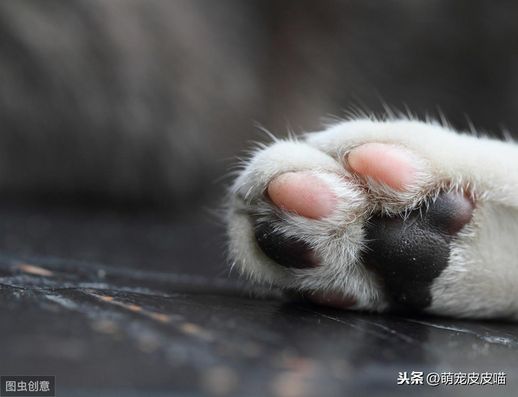 小猫的爪子像什么答案_猫的爪子像什么一样锋利