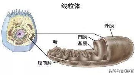 二氧化碳所有方程式_二氧化碳的化学反应