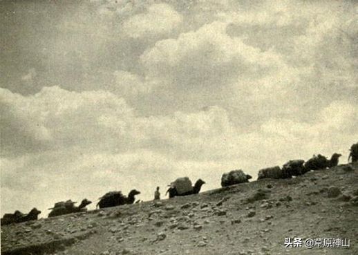 山曲拉骆驼_山曲拉骆驼歌词