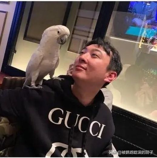 白凤头鹦鹉多少钱一只_大白凤头鹦鹉去哪里