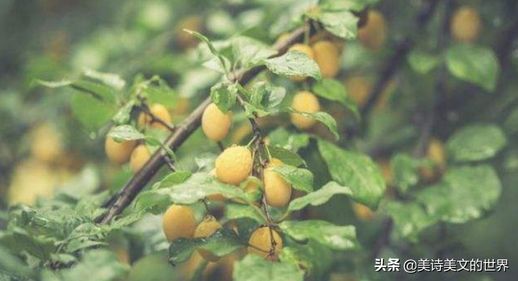 无人能出其右_无人能出其右出处
