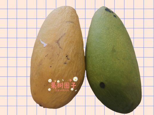 小台芒产地_小台芒产地在哪里海南