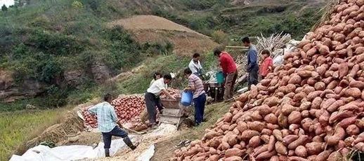手工红薯粉条制作方法_红薯粉条简单三个步骤