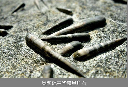 什么是化石_化石的解释是什么意思